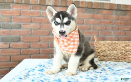 Gerberian Shepsky dogs for sale: Bellamy - Image 2
