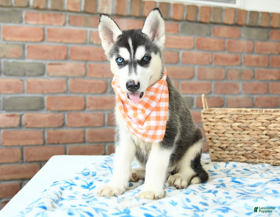 Gerberian Shepsky dogs for sale: Bellamy - Image 2