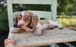 Miniature Dachshund dogs for sale: Sweets - Image 2