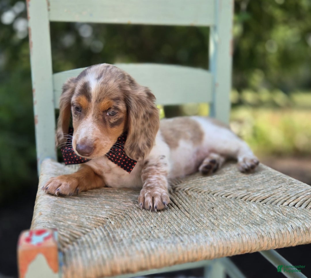 Miniature Dachshund dogs for sale: Sweets - Image 2