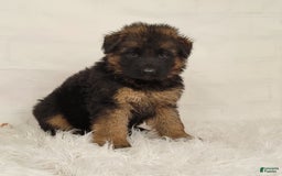 German Shepherd dogs for sale: Tyra - Image 4