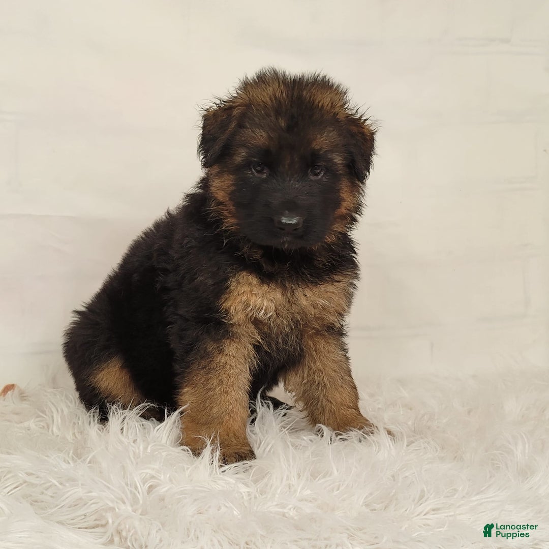 German Shepherd dogs for sale: Tyra - Image 4
