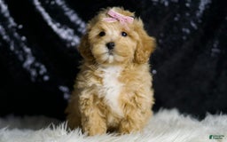 Maltipoo dogs for sale: Maltipoo 6 puppies - Image 1