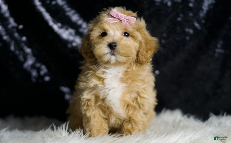 Maltipoo dogs - Advert 16