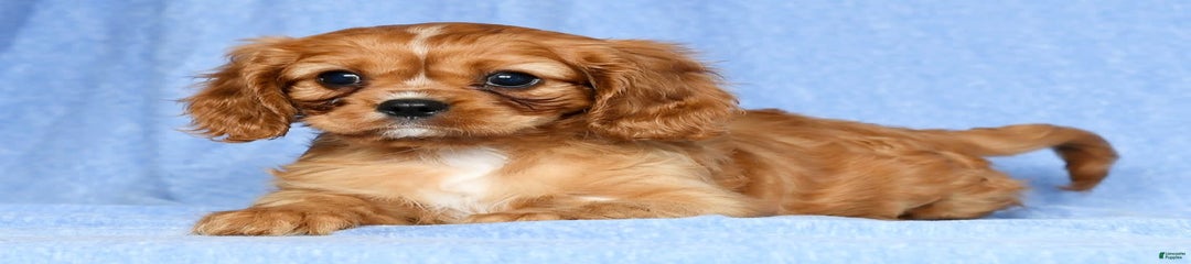 Lezlie