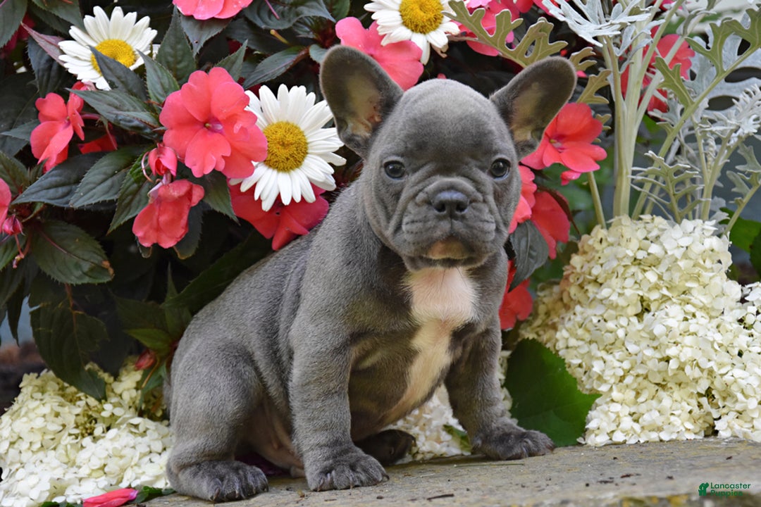 French Bulldog dogs for sale: French Bulldog 5 puppies - Image 8