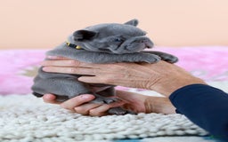 French Bulldog dogs for sale: Diana - Image 5