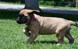 English Mastiff dogs for sale: Vada - Image 8