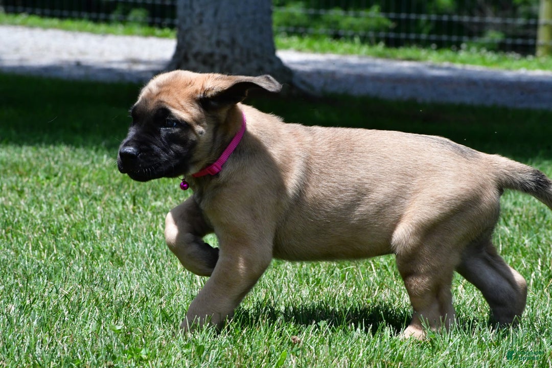 English Mastiff dogs for sale: Vada - Image 8