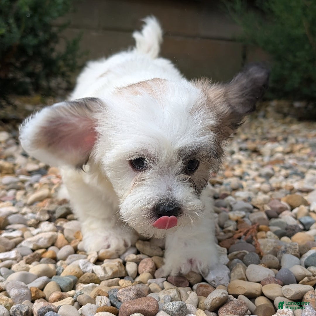 Teddy Bear dogs for sale: Cloud - Image 11