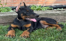 Doberman Pinscher dogs for sale: Sirus - Image 2