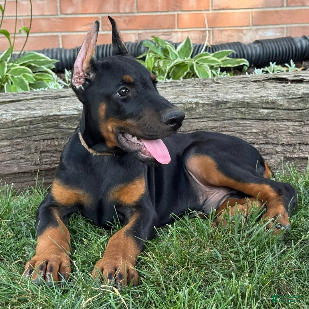 Doberman Pinscher dogs for sale: Sirus - Image 2