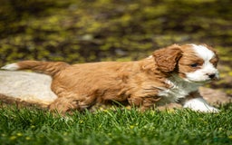 Cavapoo dogs for sale: Rusty - Image 2