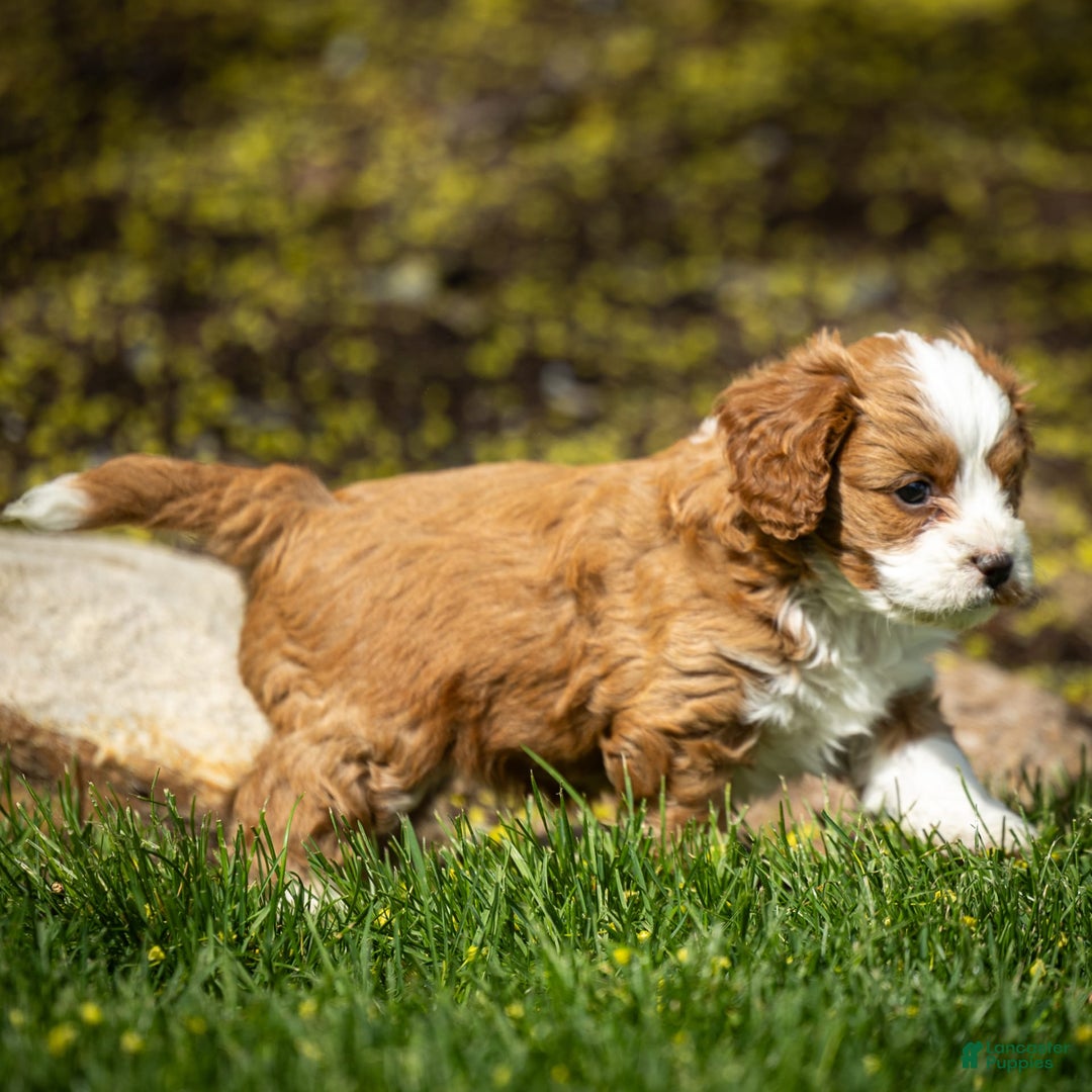 Cavapoo dogs for sale: Rusty - Image 2