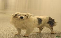 Miniature Australian Shepherd dogs for sale: Pepsi - Image 6