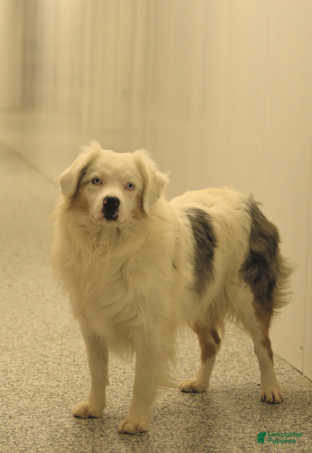 Miniature Australian Shepherd dogs for sale: Pepsi - Image 6