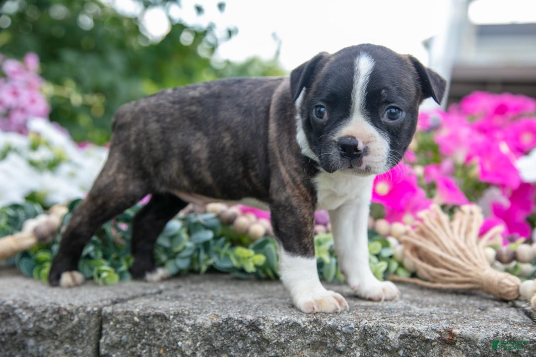 Boston Terrier dogs for sale: Max - Image 3