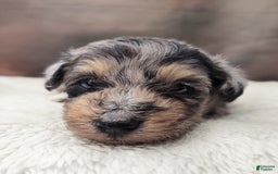 Shetland Sheepdog dogs for sale: Cosmos - Image 6