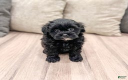 Shihpoo dogs for sale: Raven - Image 2