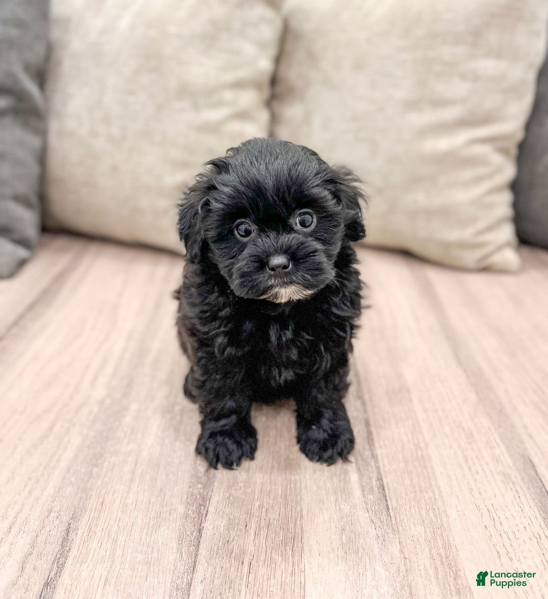 Shihpoo dogs for sale: Raven - Image 2