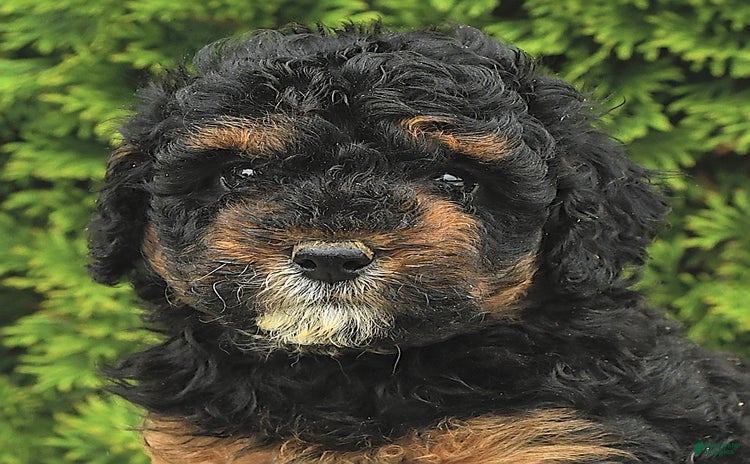 Miniature Poodle dogs for sale - Ad 4
