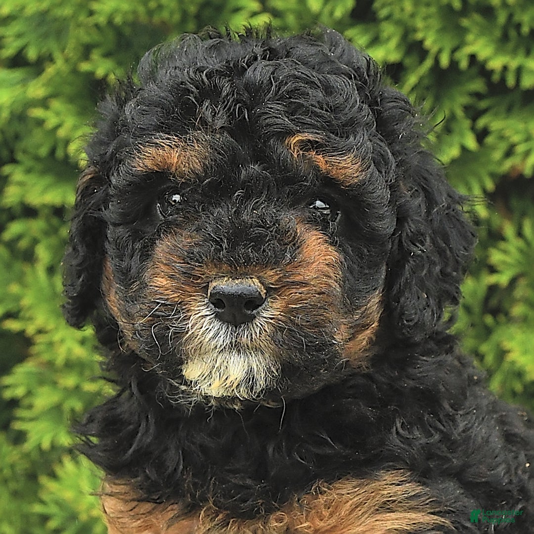 Miniature Poodle dogs for sale: Loura - Image 1