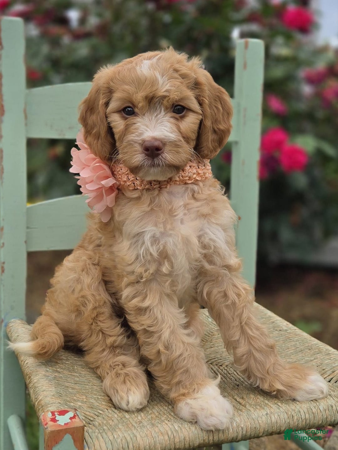 Bernedoodle dogs for sale: Gertie - Image 2