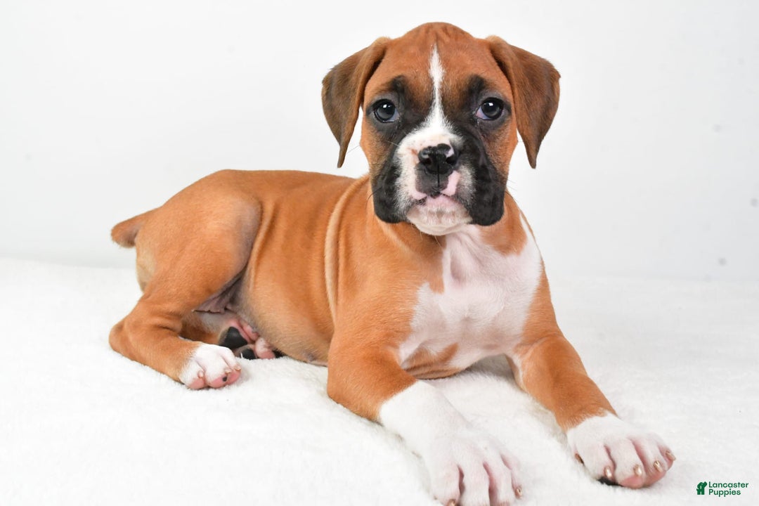Boxer dogs for sale: Lucy - Image 4