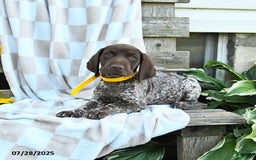 German Shorthaired Pointer dogs for sale: Lemon - Image 2
