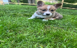 Welsh Corgi Pembroke dogs for sale: Fez - Image 9