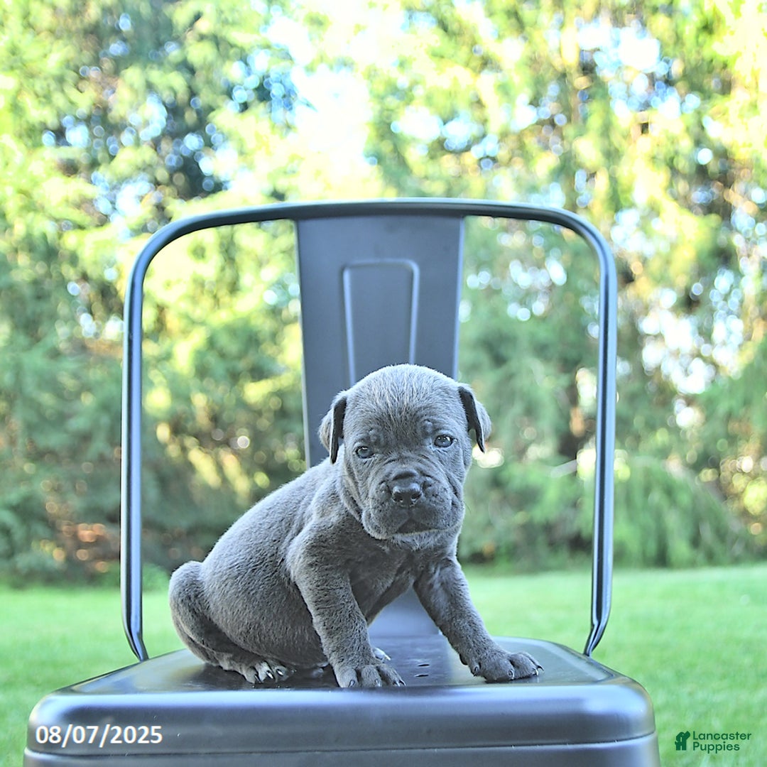 Cane Corso dogs for sale: Grizzly - Image 2
