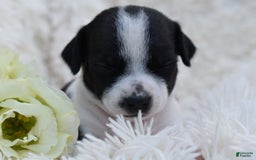 Chihuahua dogs for sale: Neyah - Image 7