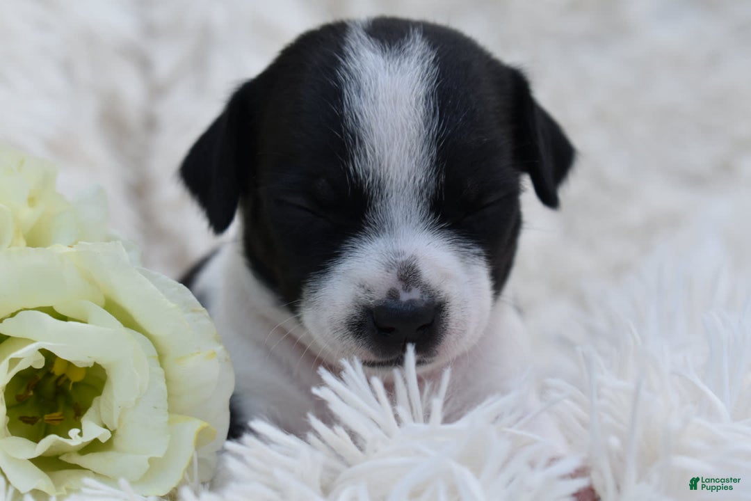 Chihuahua dogs for sale: Neyah - Image 7