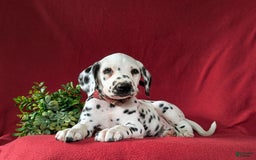 Dalmatian dogs for sale: Leonard - Image 5