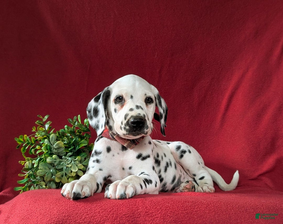 Dalmatian dogs for sale: Leonard - Image 5