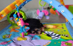 Shorkie dogs for sale: Grady - Image 2