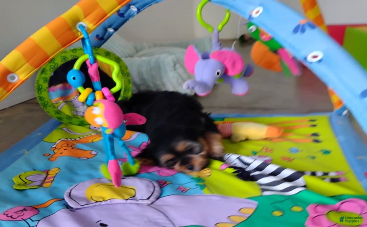 Shorkie dogs - Advert 15