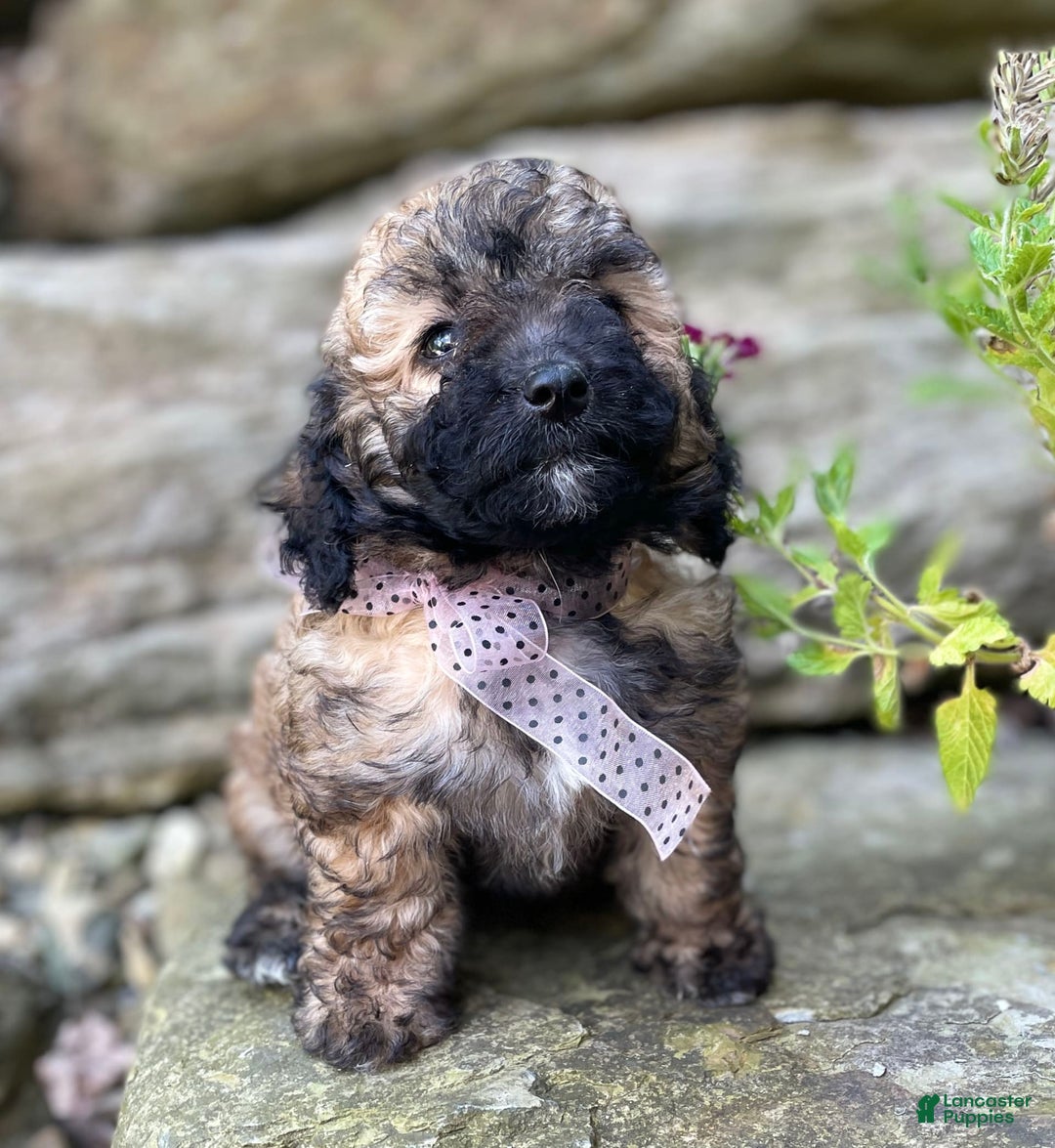 Miniature Poodle dogs for sale: Tara - Image 6
