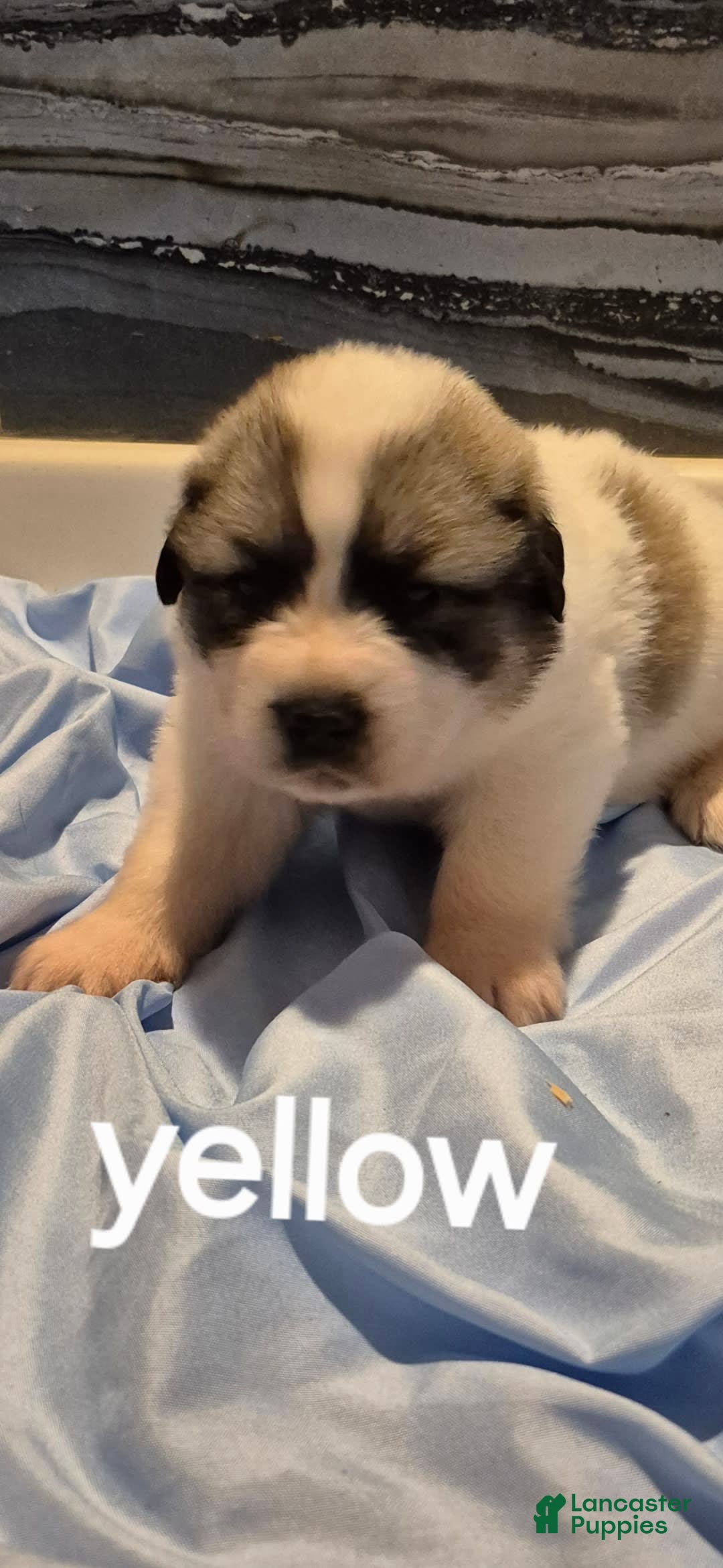 Great Pyrenees dogs for sale: Yellow - Image 14