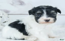 Havanese dogs for sale: Oneal - Image 1