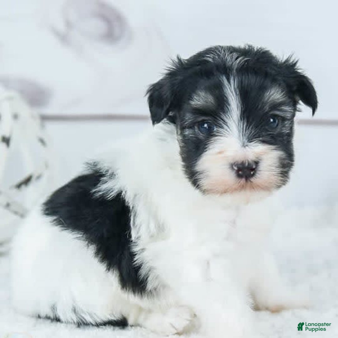 Havanese dogs for sale: Oneal - Image 1