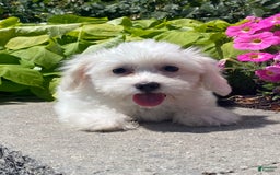 Coton De Tulear dogs for sale: Cora - Image 2