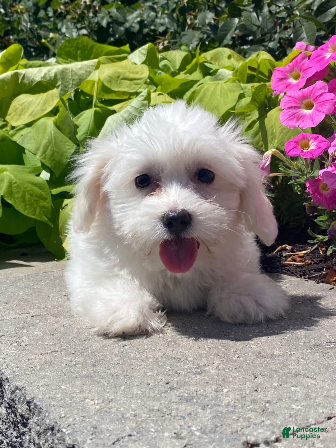 Coton De Tulear dogs for sale: Cora - Image 2