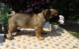 Pug dogs for sale: Celina - Image 3