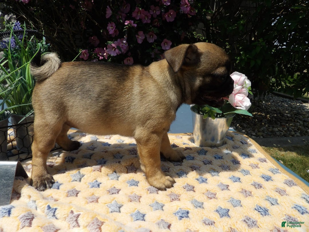 Pug dogs for sale: Celina - Image 3
