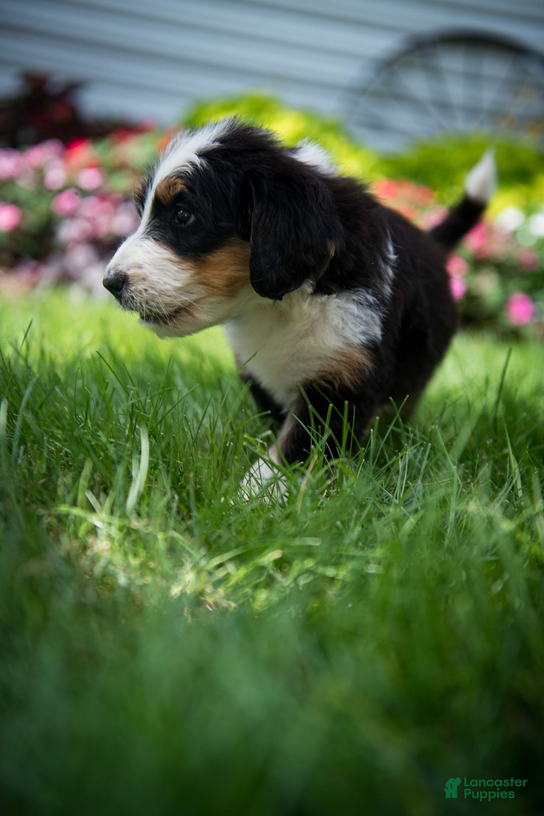 Bernedoodle dogs for sale: Ranger - Image 15