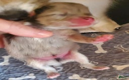 Pomeranian dogs for sale: Buzz - Image 4