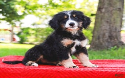 Mini Bernedoodle dogs for sale: Selah - Image 3
