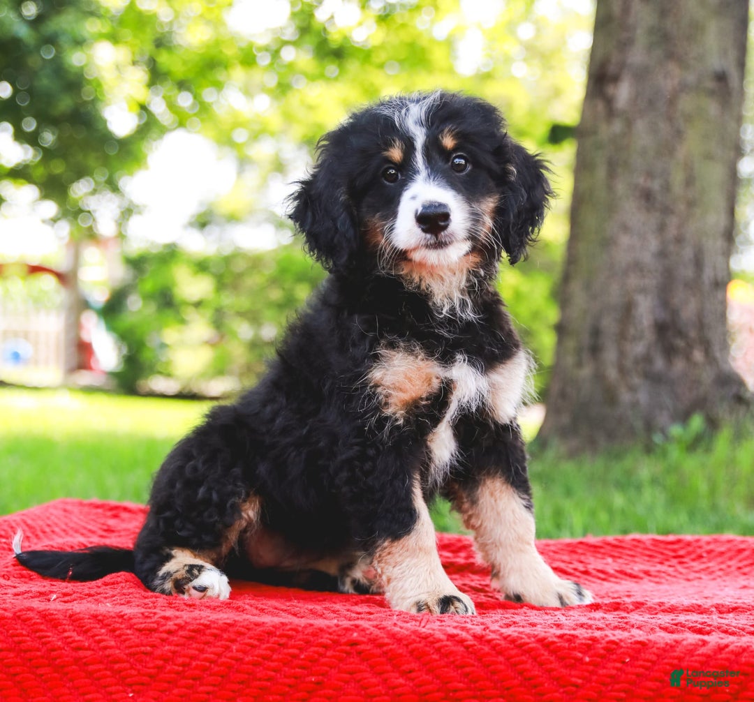 Mini Bernedoodle dogs for sale: Selah - Image 3