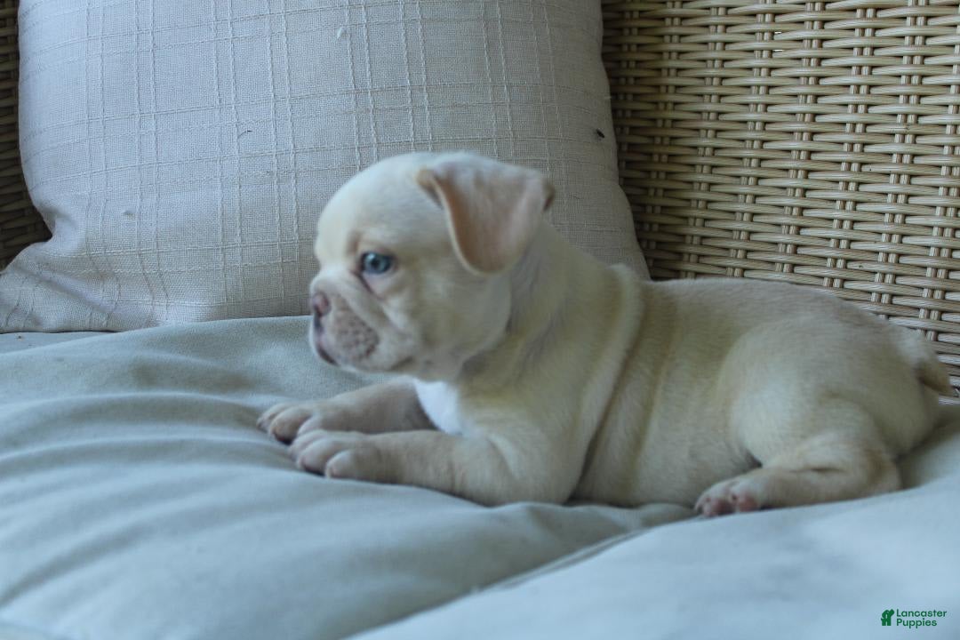 French Bulldog dogs for sale: Pugsley - Image 4